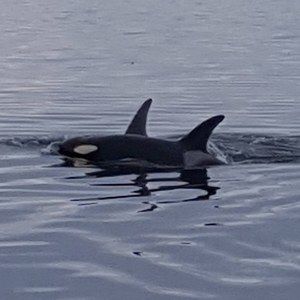 Meet your Posher, Jack